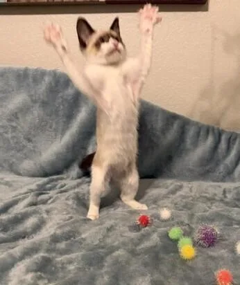 Cotton thumbnail 2