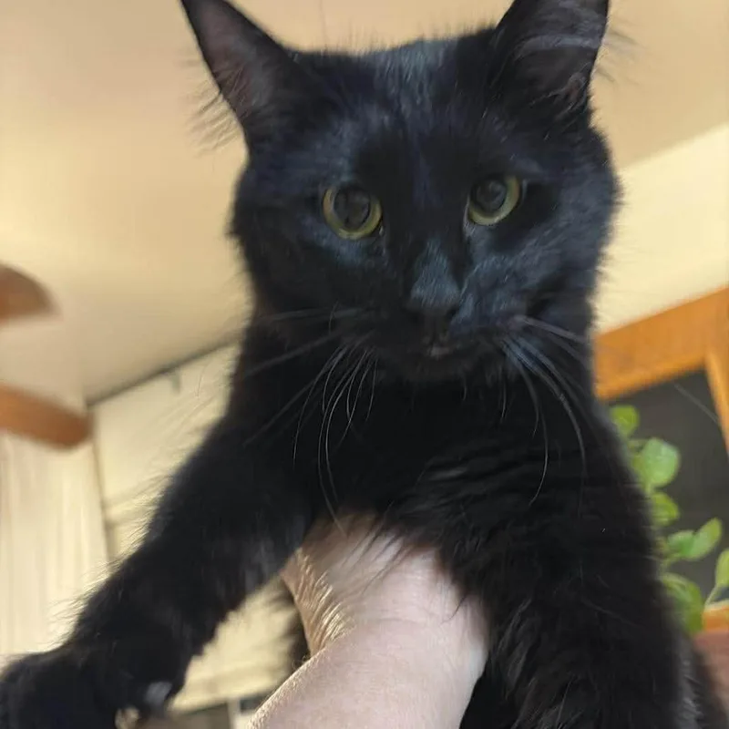 A young small-sized female Black Domestic Long Hair cat named Mini Mange Taylor for adoption in Eagle Mountain, UT