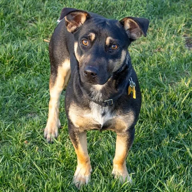A young small-sized male Australian Cattle Dog / Blue Heeler dog named Pj for adoption in St. Louis, MO