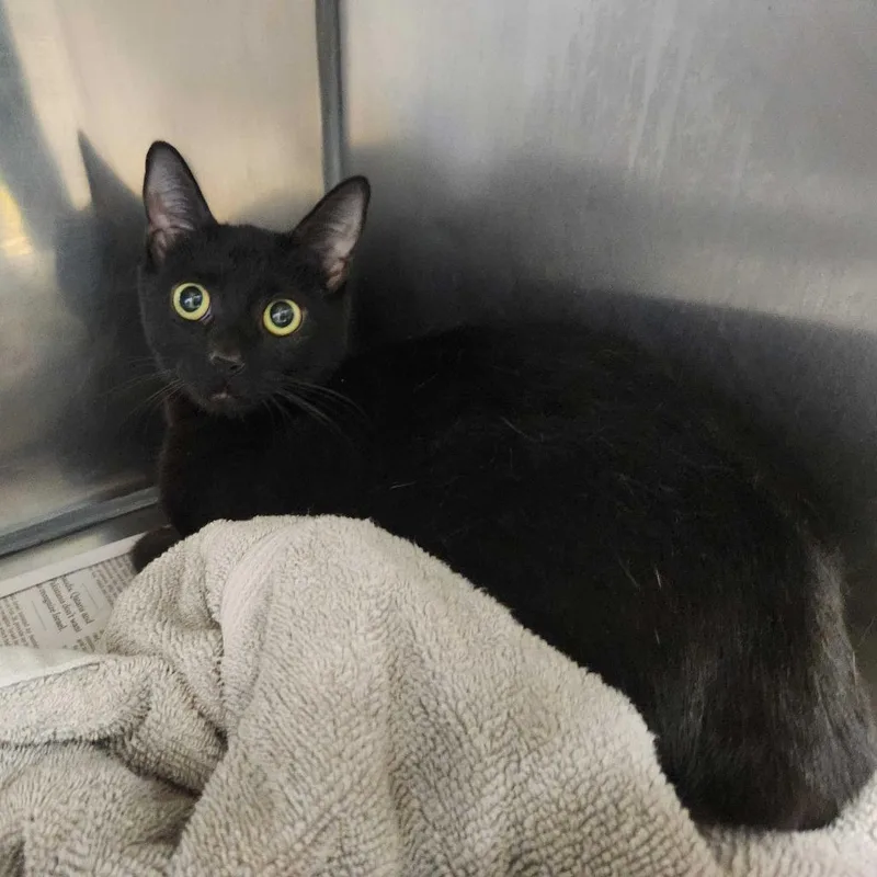 A young medium-sized female Black Domestic Short Hair cat named Granny for adoption in Perkiomenville, PA