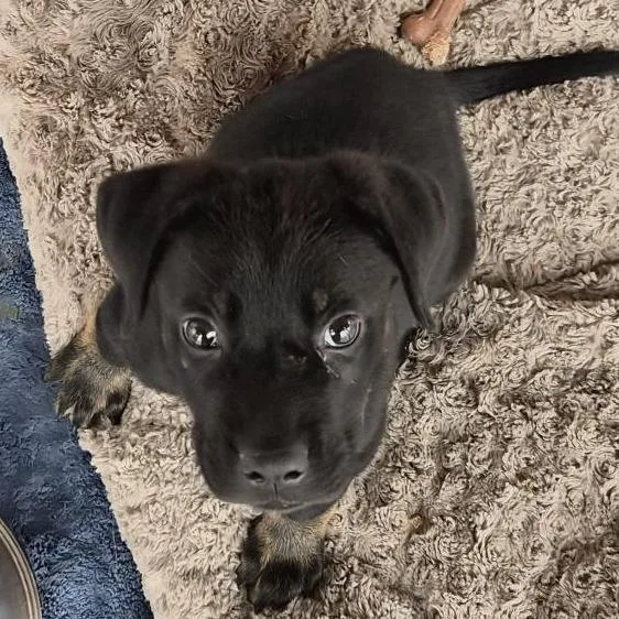 A baby small-sized male Black Mixed Breed dog named Malachite for adoption in Bentonville, AR