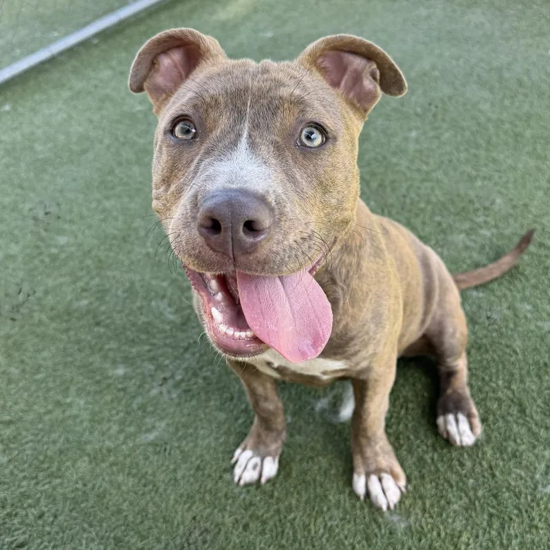 A young medium-sized female Brindle Pit Bull Terrier dog named Betty for adoption in Hawthorne, CA