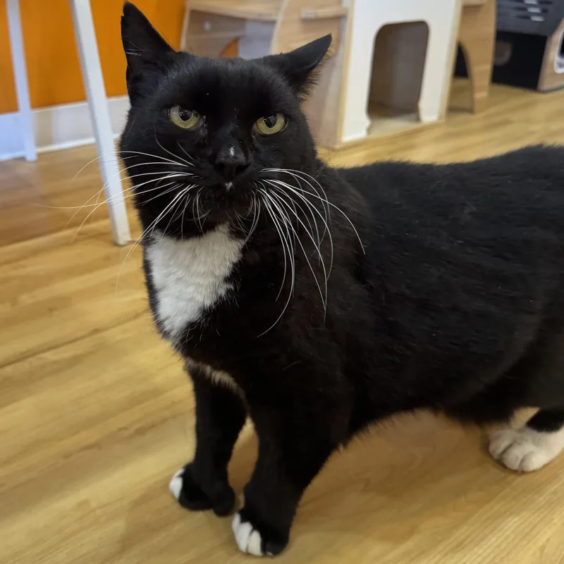 A senior large-sized male Domestic Medium Hair cat named Watson for adoption in North Haven, CT
