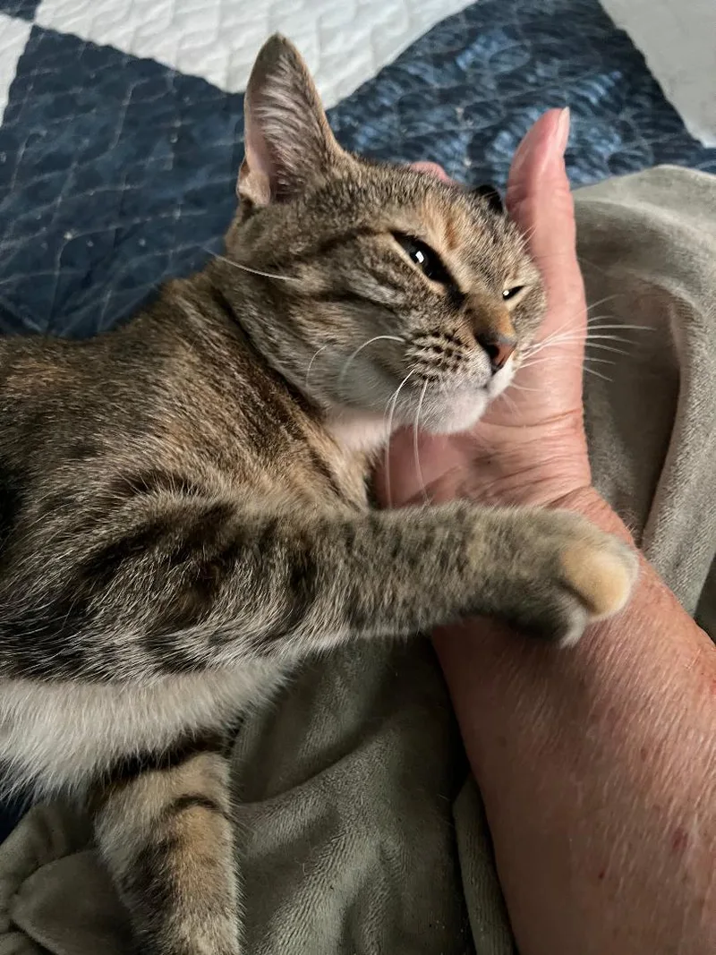 Cocoa Puff thumbnail 2