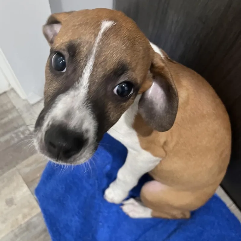 A baby small-sized female Mixed Breed dog named Phoebe for adoption in Richmond Hill, GA
