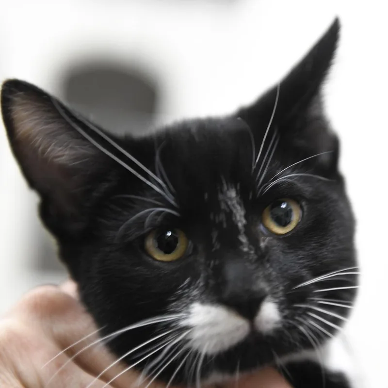A baby small-sized male Black Domestic Short Hair cat named Kekoa for adoption in Redwood City, CA