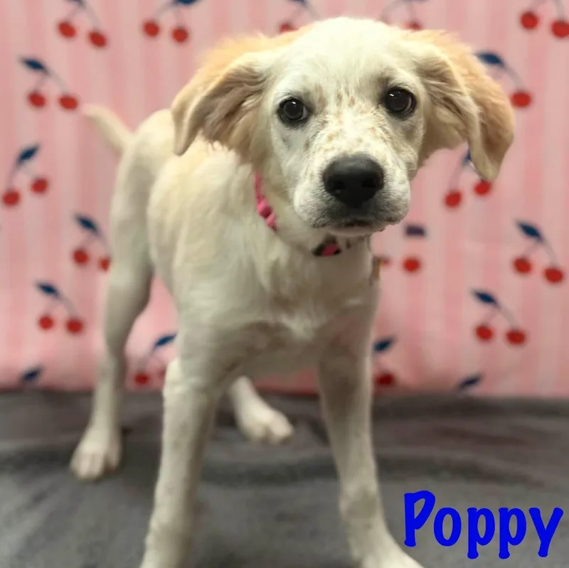 A baby medium-sized male White / Cream Labrador Retriever dog named Poppy for adoption in Albany, NY