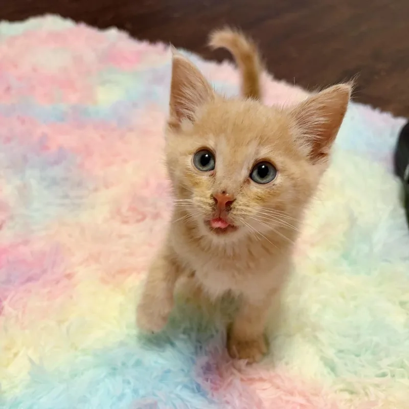 A baby medium-sized male Buff / Tan / Fawn Domestic Short Hair cat named Oatmeal for adoption in Bethel, OH