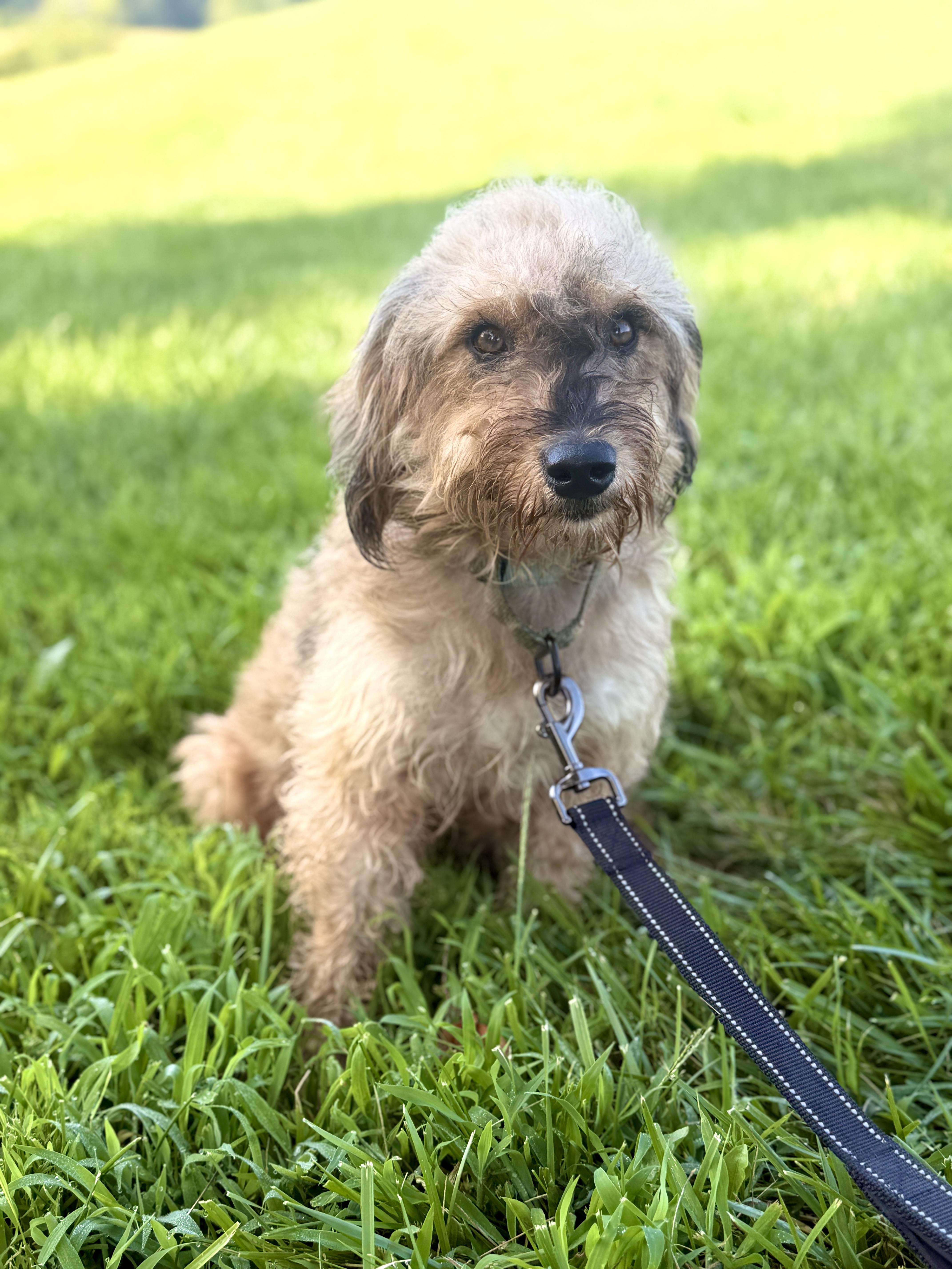 An adult small-sized female White / Cream Wheaten Terrier dog named Reba Transport for adoption in Gradyville, KY
