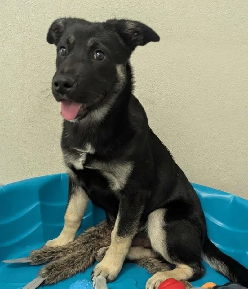 A young large-sized male Shepherd dog named Nolan for adoption in Yankton, SD