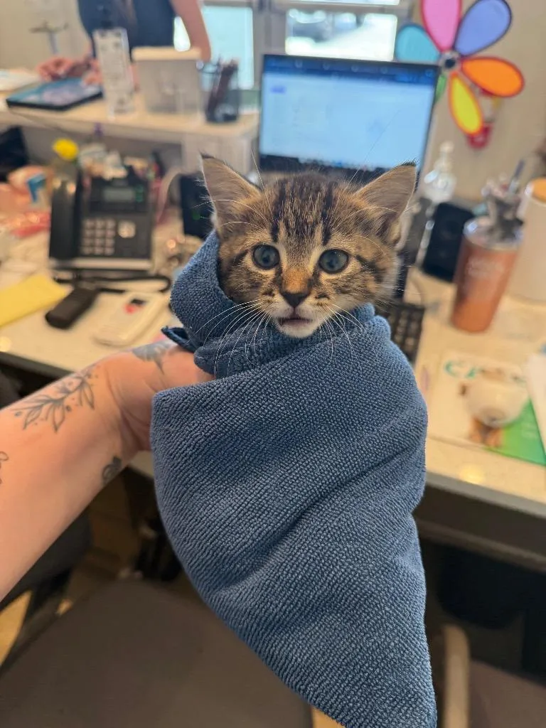 A baby small-sized female Domestic Short Hair cat named Moscato for adoption in Cape Coral, FL