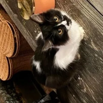 A baby medium-sized male Black & White / Tuxedo Tuxedo cat named Oreo for adoption in Vacaville, CA