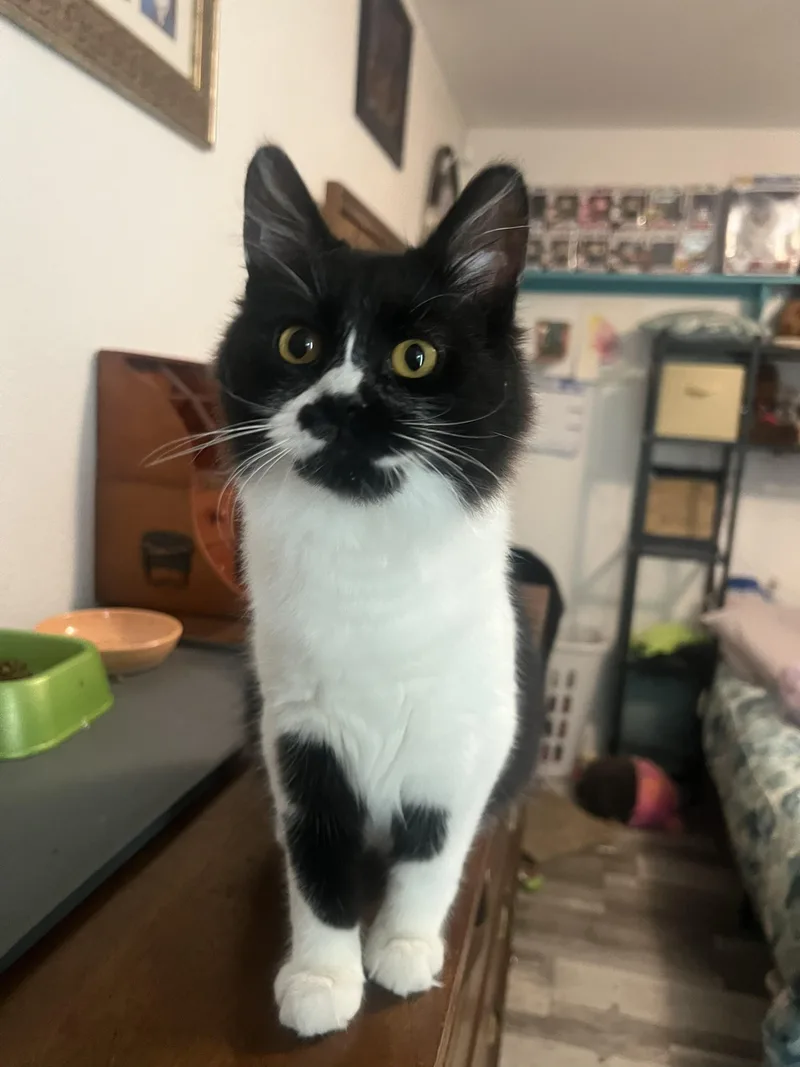 Oreo thumbnail 3