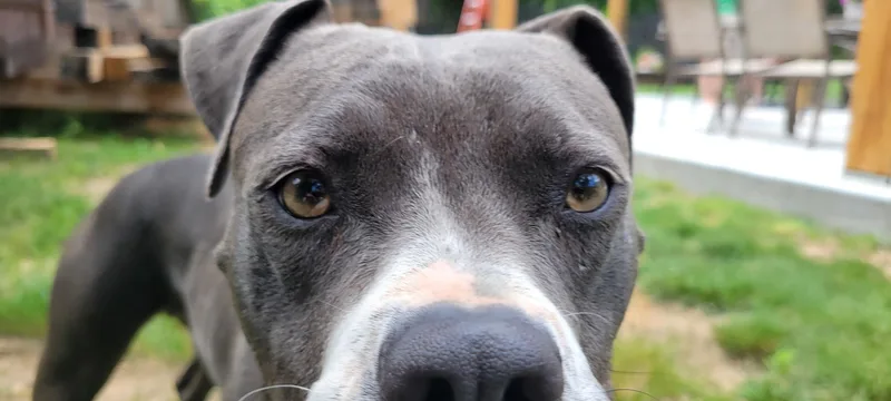 A young medium-sized female Pit Bull Terrier dog named Magnolia for adoption in Carmel, NY