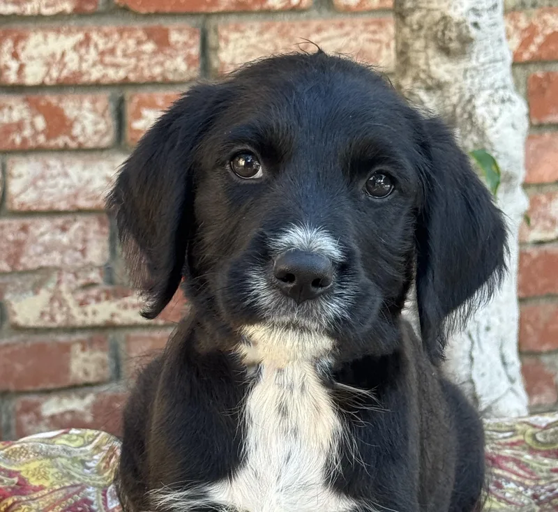 A baby medium-sized male Black Australian Cattle Dog / Blue Heeler dog named Martini for adoption in Van Nuys, CA