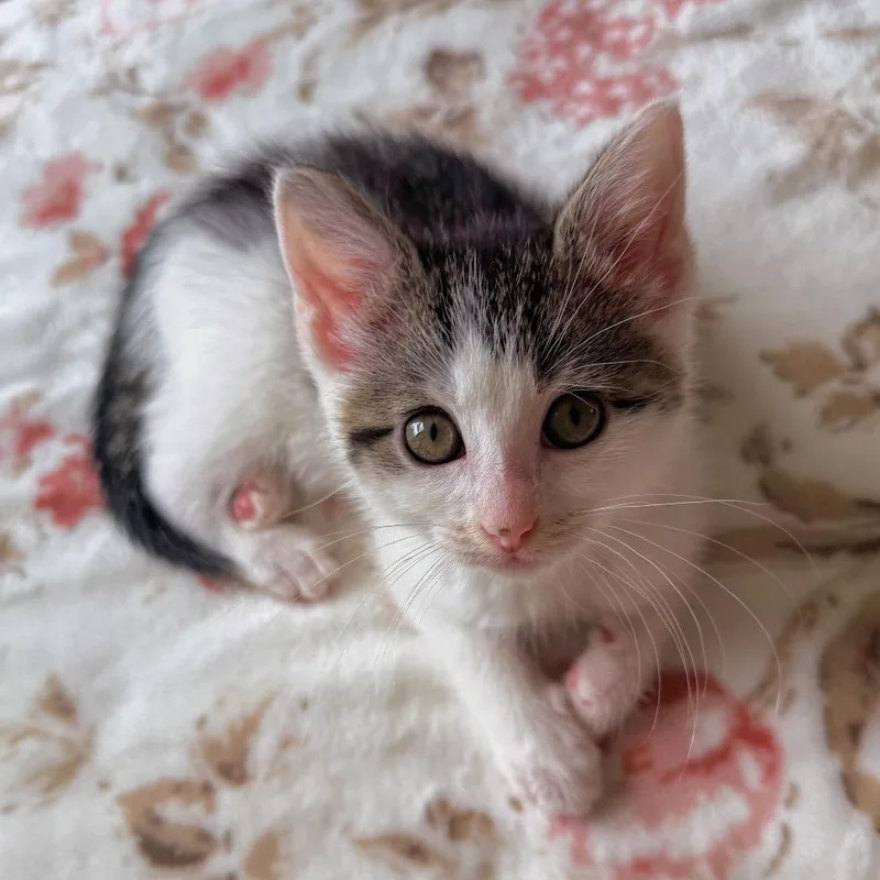 A baby small-sized female Brown / Chocolate Domestic Short Hair cat named Petal for adoption in South Elgin, IL