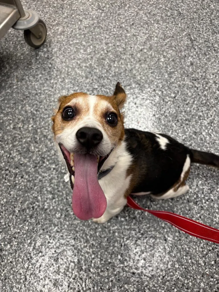 A senior medium-sized male Beagle dog named Mason for adoption in Liverpool, NY