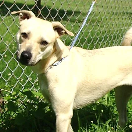 An adult medium-sized female White / Cream Mixed Breed dog named Disco for adoption in Jeffersonville, IN