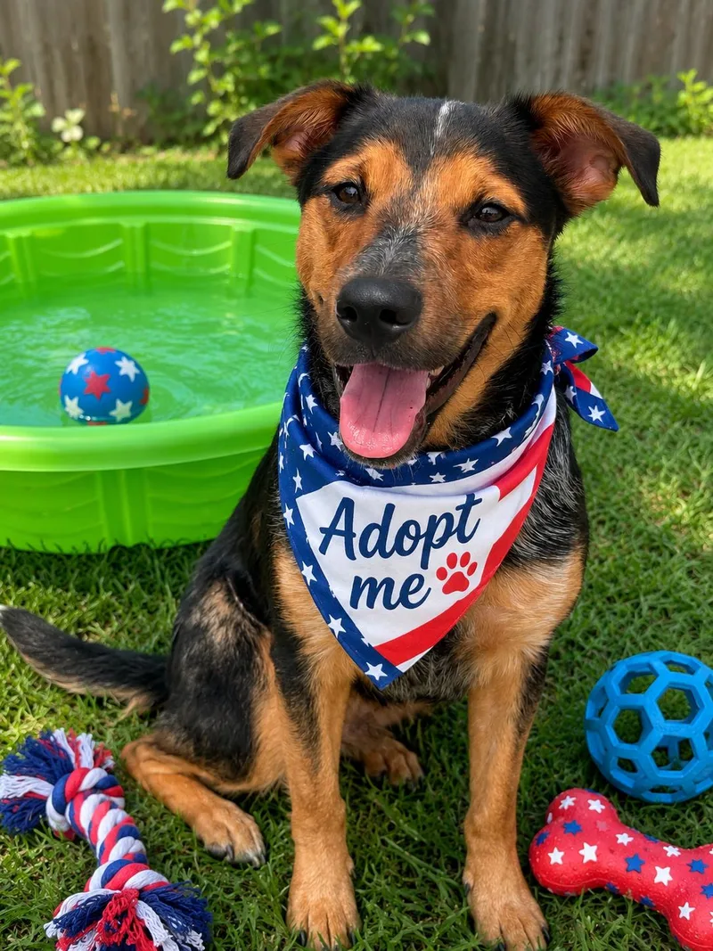 A young medium-sized male Bicolor Terrier dog named Milo for adoption in New Martinsville, WV