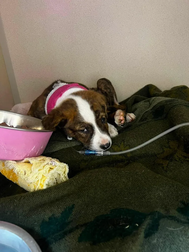 A baby medium-sized male White / Cream Mixed Breed dog named Milo for adoption in Temple, TX