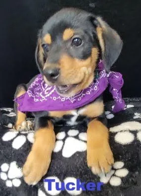 A baby medium-sized male Beagle dog named Tucker for adoption in Mount Laurel, NJ