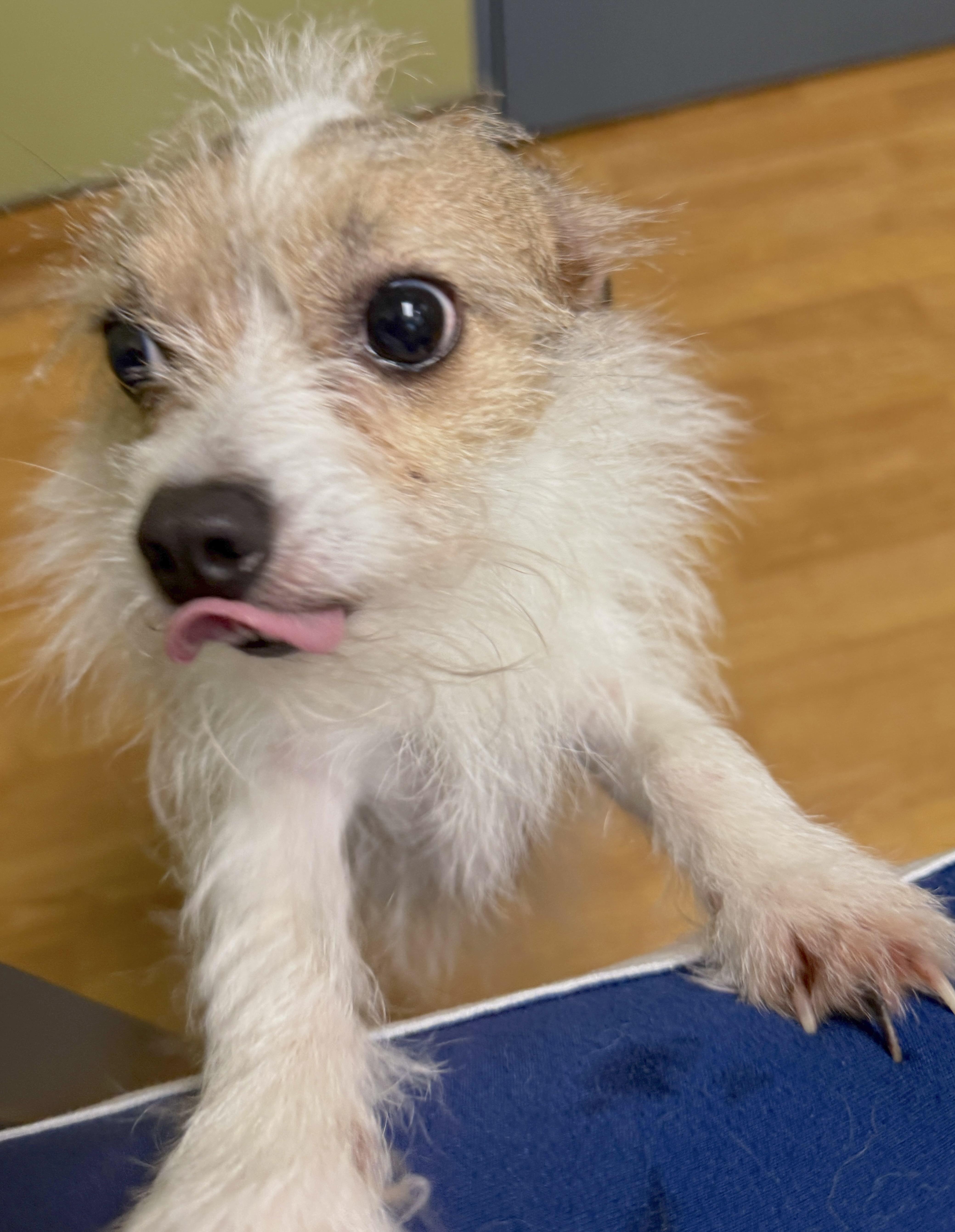 Petey thumbnail 3