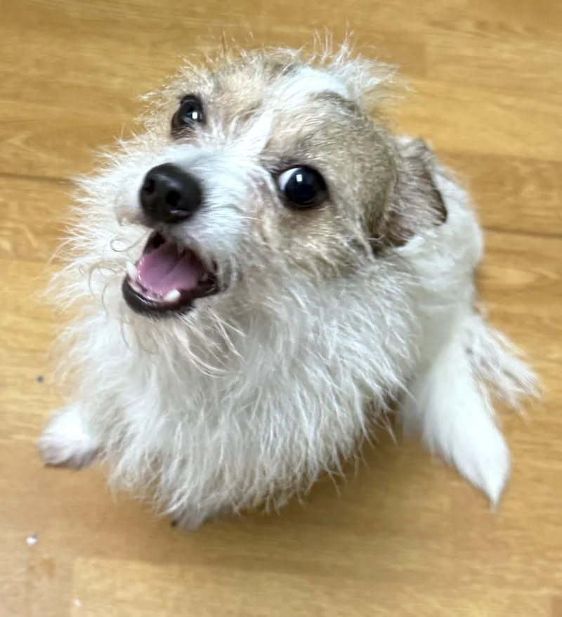 Petey thumbnail 6