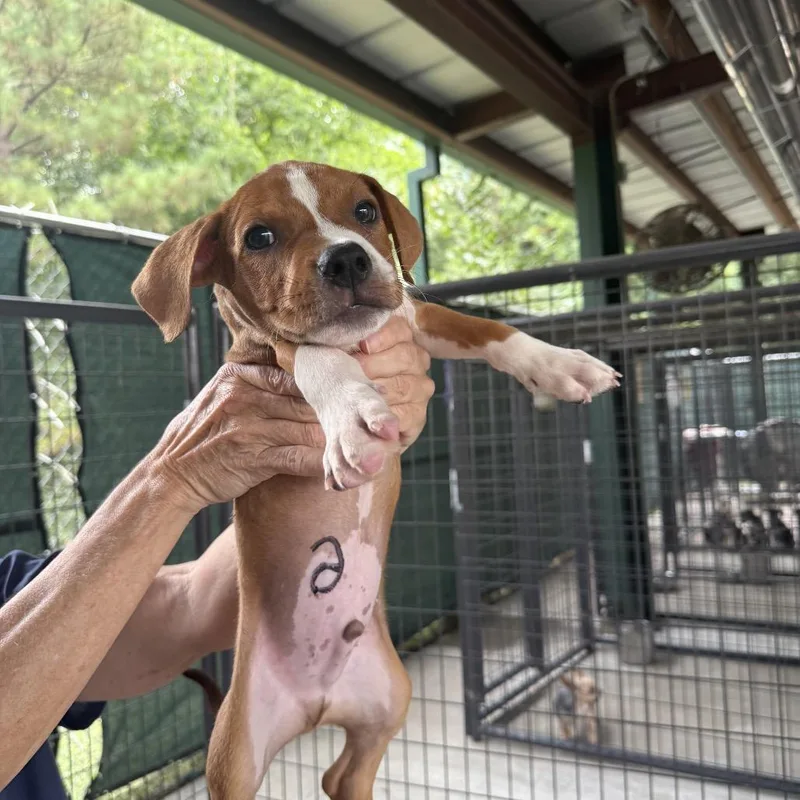 A baby medium-sized male Yellow / Tan / Blond / Fawn Pit Bull Terrier dog named Dexter for adoption in Auburn, NH