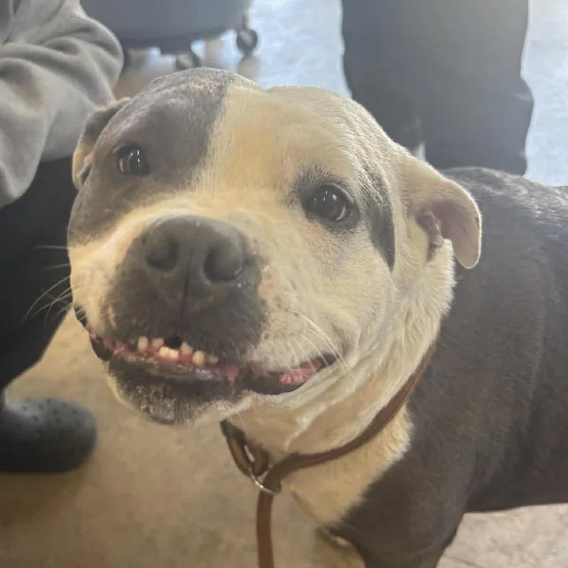 An adult medium-sized female Gray / Blue / Silver American Staffordshire Terrier dog named Rosa for adoption in Rocky Mount, VA