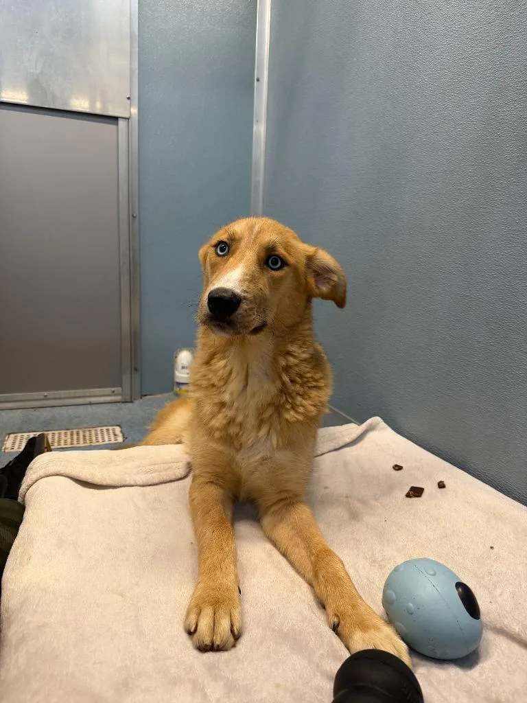 A baby medium-sized male Mixed Breed dog named Ares for adoption in Hyde Park, NY