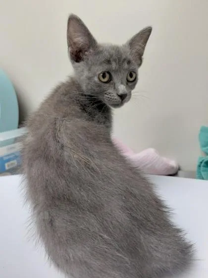 A young small-sized female Domestic Medium Hair cat named Luxia for adoption in Conway, AR