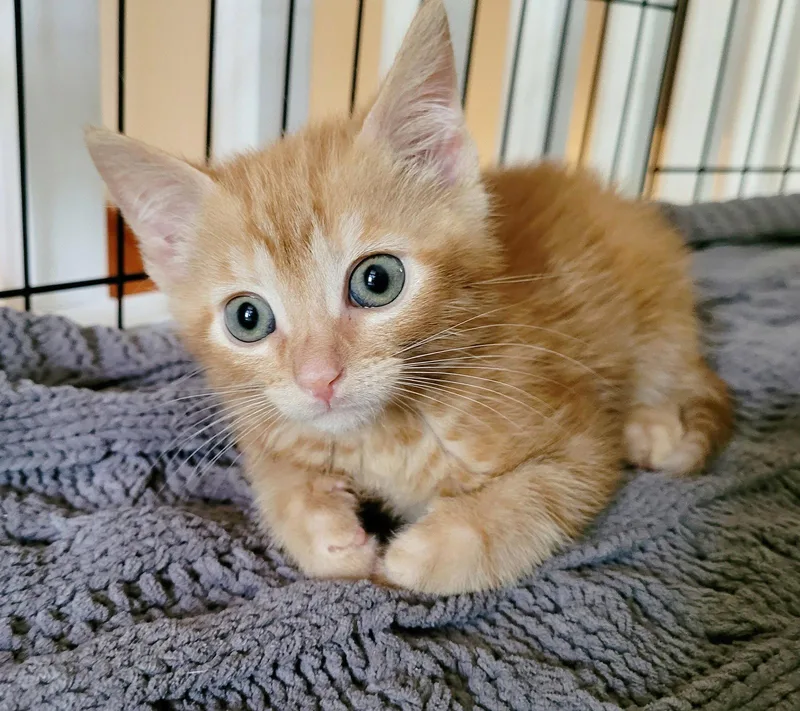 A baby medium-sized male Orange / Red Domestic Short Hair cat named Hubert for adoption in Orlando, FL
