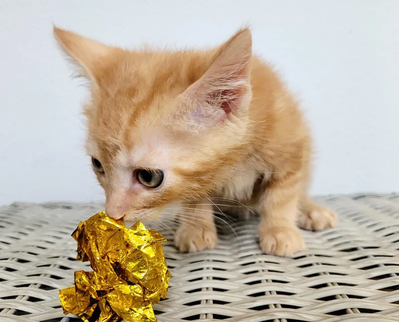 Hubert thumbnail 2