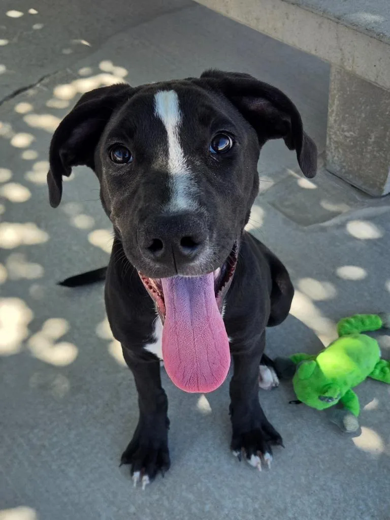 A baby medium-sized male Labrador Retriever dog named Bruno for adoption in Twentynine Palms, CA