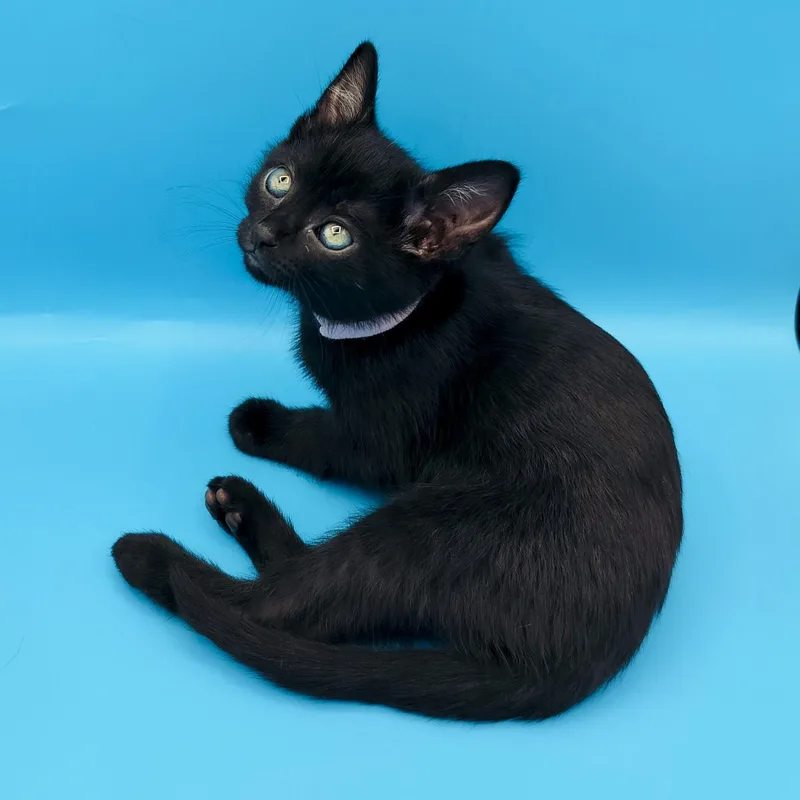 A baby medium-sized female Domestic Short Hair cat named Rhiannon for adoption in Springfield, MO