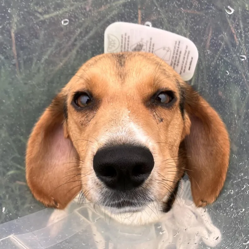 An adult medium-sized male Yellow / Tan / Blond / Fawn Mixed Breed dog named Archie for adoption in Marshall, VA