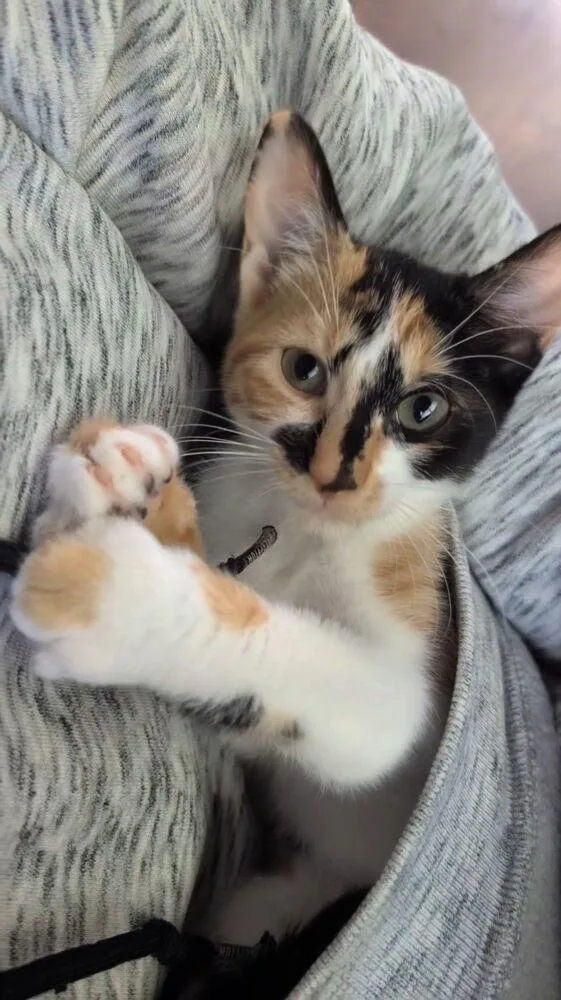 A baby small-sized female Domestic Short Hair cat named Ember for adoption in Taylor, PA
