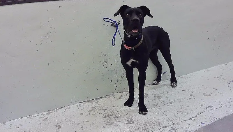 An adult extra large-sized female Cane Corso dog named Farnese for adoption in Houston, TX
