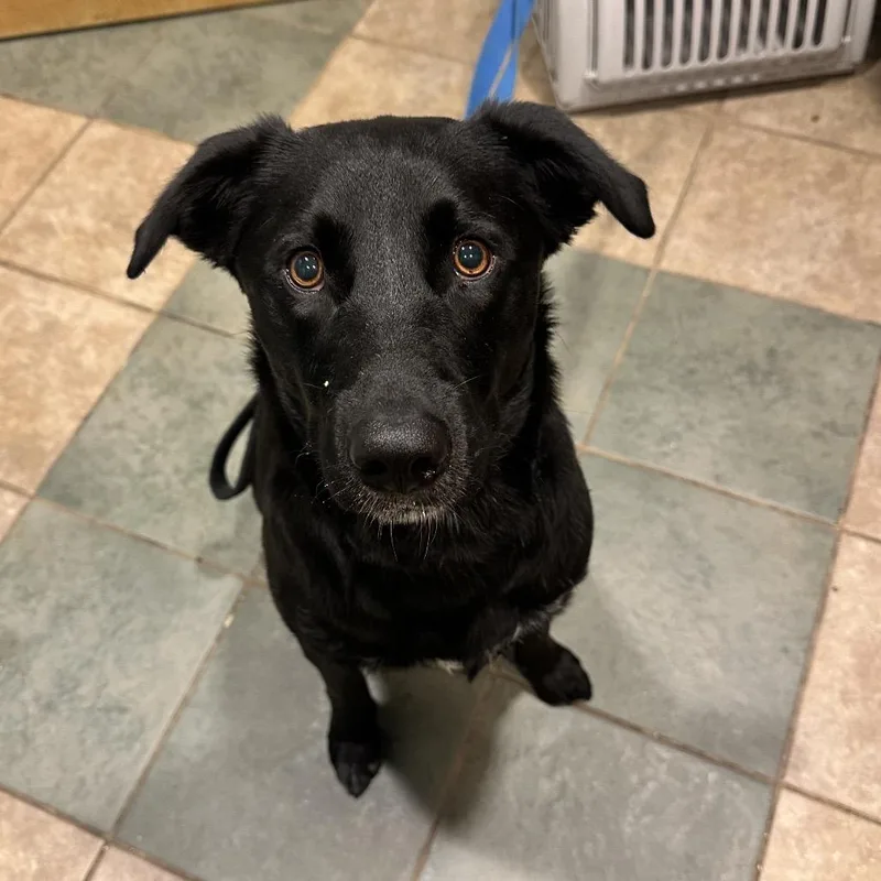 A young medium-sized male Black Mixed Breed dog named Luke for adoption in Chattanooga, TN