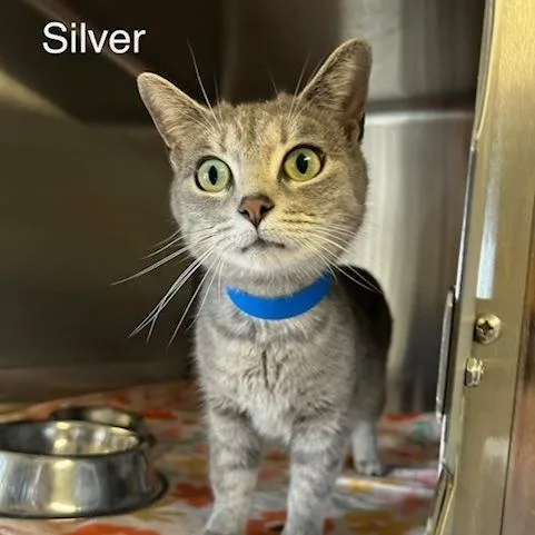 An adult medium-sized female Gray / Blue / Silver Domestic Short Hair cat named Silver for adoption in Knoxville, TN
