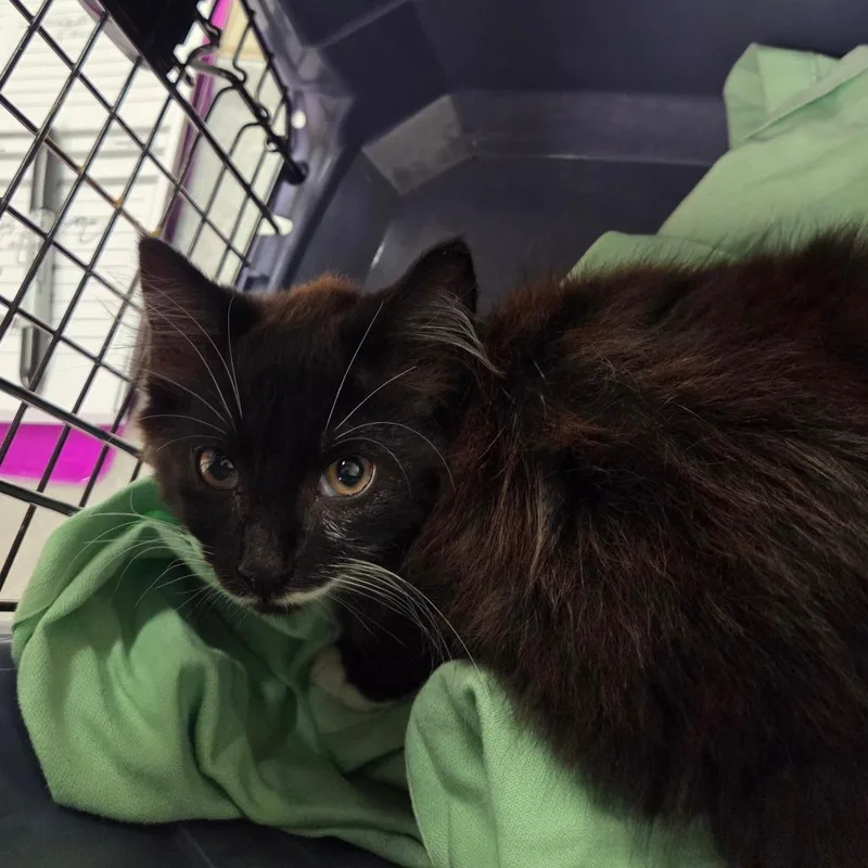 A baby small-sized male Black Domestic Long Hair cat named Diego for adoption in Charleston, WV