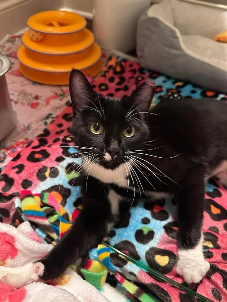 A young small-sized female Black & White / Tuxedo Domestic Short Hair cat named Phoebe for adoption in Chicago, IL