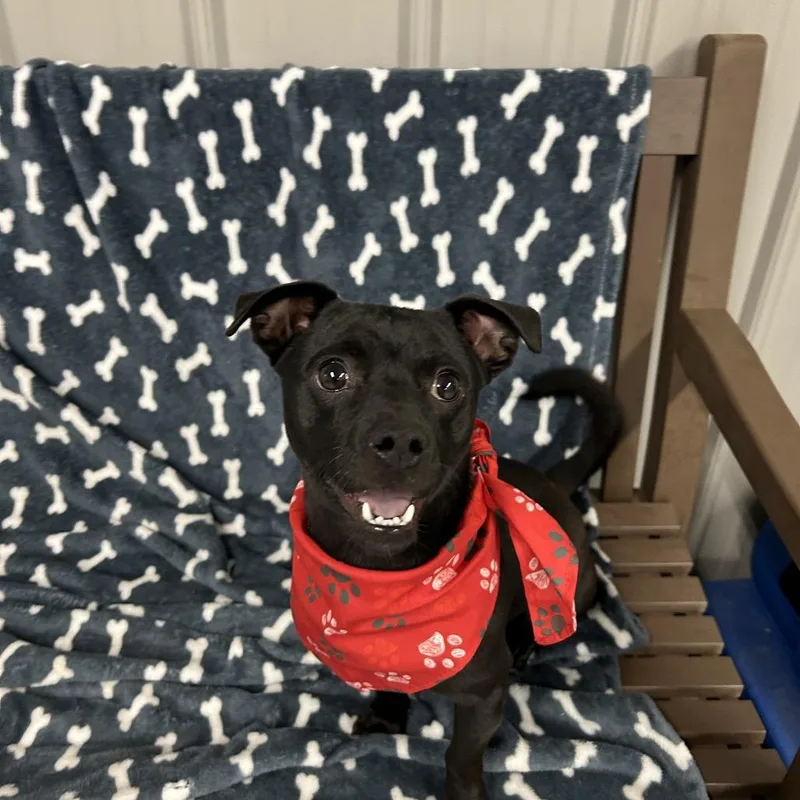 Otis