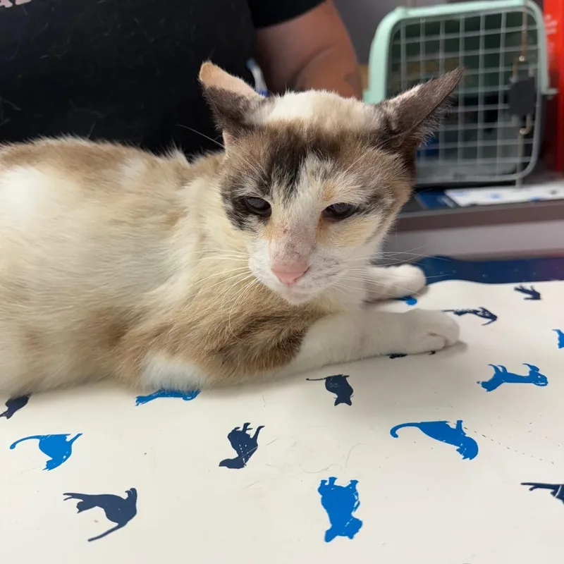 An adult medium-sized female White Domestic Short Hair cat named Cat for adoption in Port Richey, FL