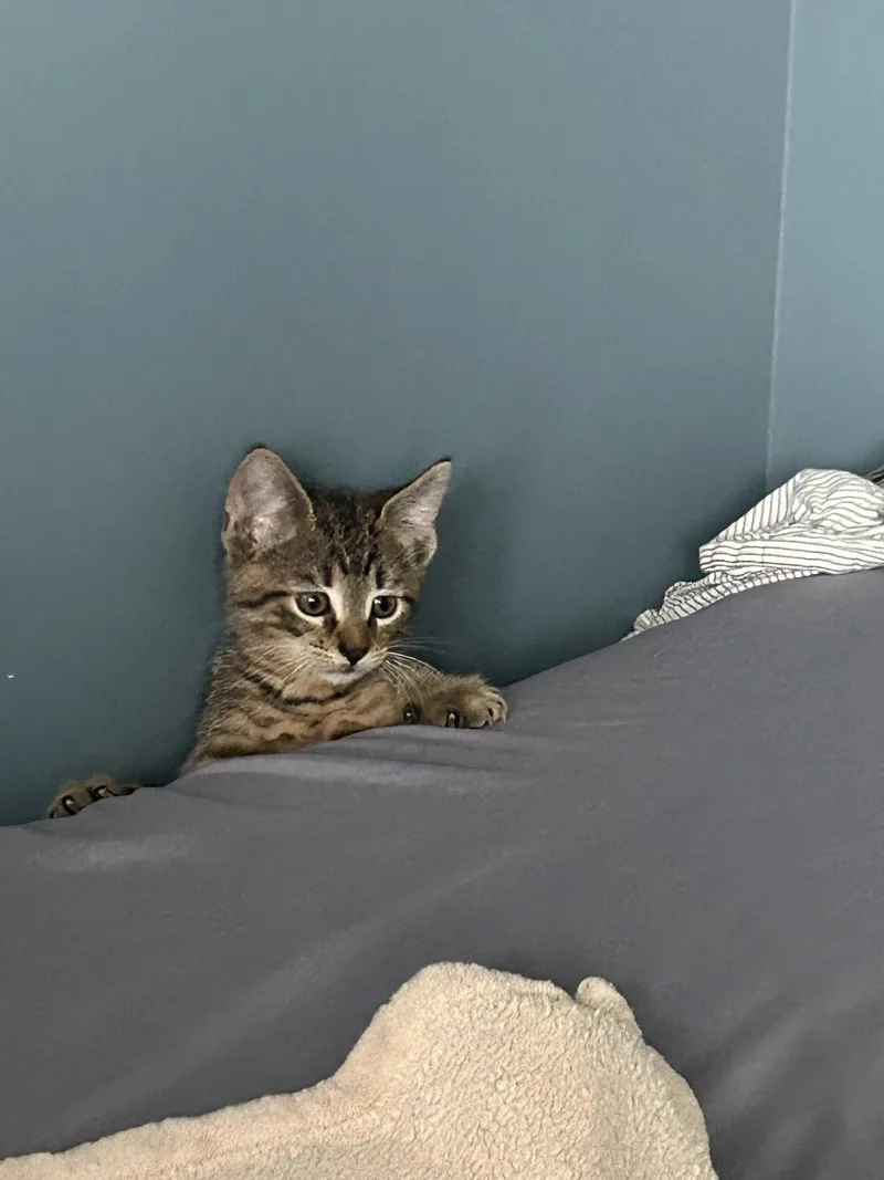 A baby small-sized male Domestic Short Hair cat named JimJam for adoption in Philadelphia, PA