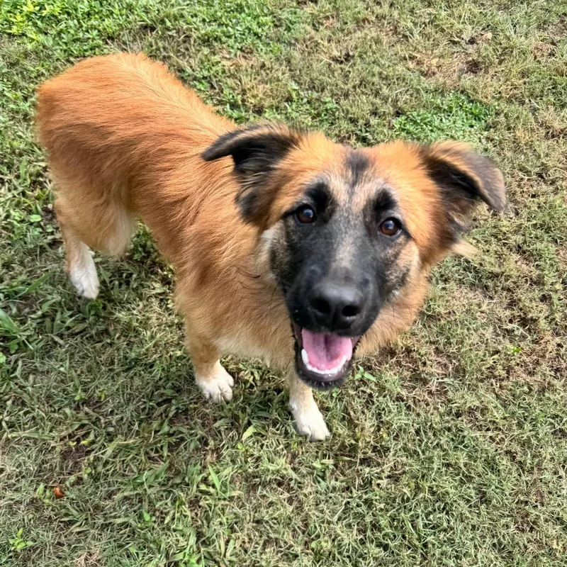 A young medium-sized female Shepherd dog named Testarossa for adoption in Brownsboro, AL