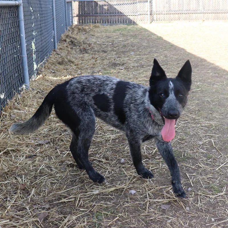 Nala