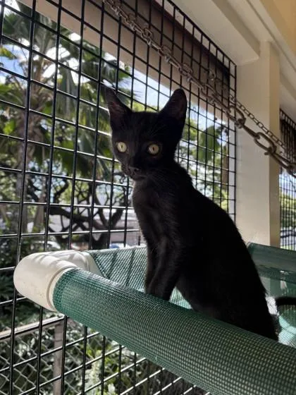 A baby small-sized male Domestic Short Hair cat named Niko for adoption in Honolulu, HI