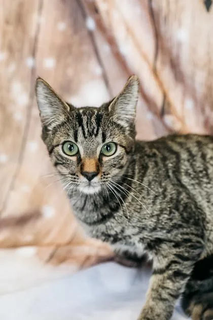 A baby small-sized male Domestic Short Hair cat named Agent for adoption in Dothan, AL