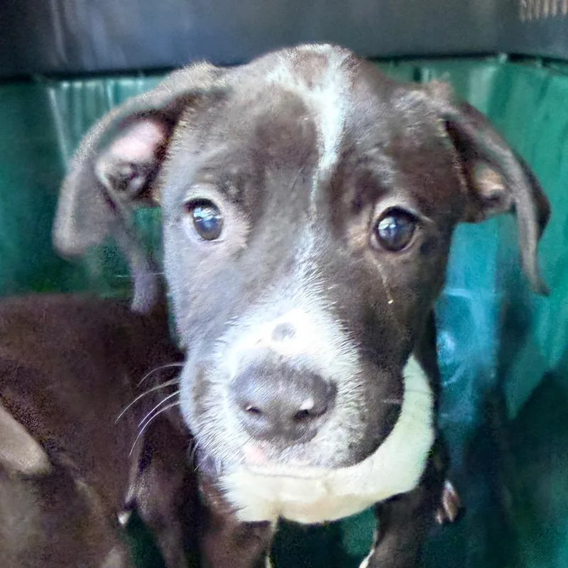 A baby small-sized male Black Pit Bull Terrier dog named Clay for adoption in Palestine, TX